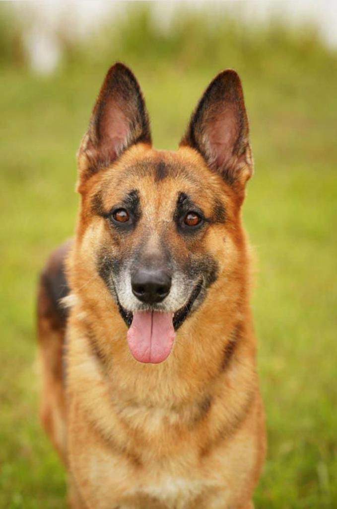 German Shepherd Dog